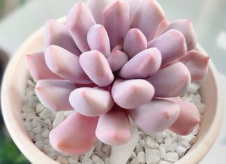 The Pink Pilea: Unveiling the Intriguing Features, Significance, and Cultivation Methods of this Captivating Plant