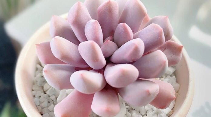 The Pink Pilea: Unveiling the Intriguing Features, Significance, and Cultivation Methods of this Captivating Plant