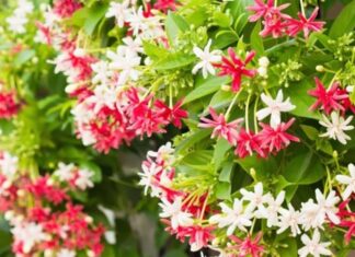 The Legend and Significance of the Lesser-Known Pagoda Flower