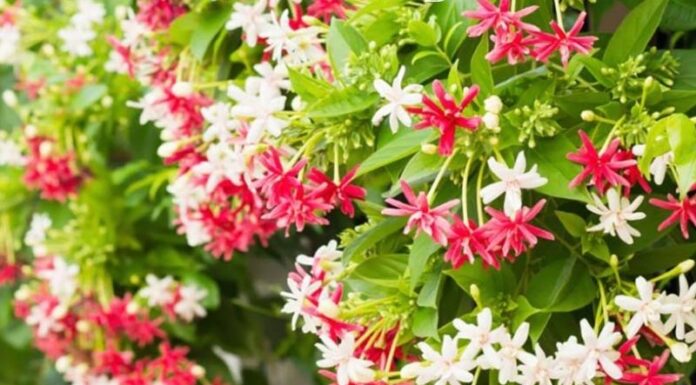 The Legend and Significance of the Lesser-Known Pagoda Flower