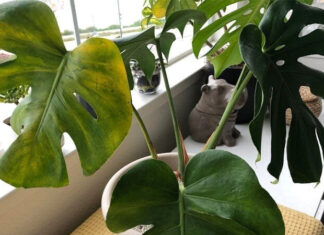 Why Are My Split-Leaf Philodendron’s Leaves Turning Yellow? Understanding the Causes and Finding Solutions