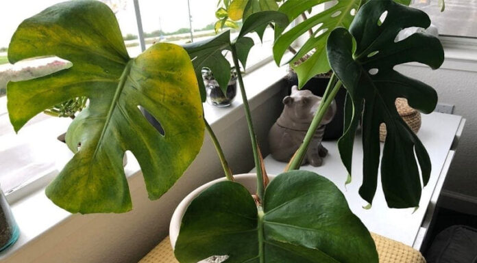 Why Are My Split-Leaf Philodendron’s Leaves Turning Yellow? Understanding the Causes and Finding Solutions