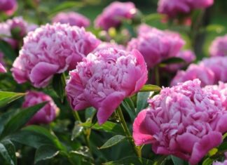 The Ultimate Guide to Peonies: Unveiling the Beauty and Significance of These Majestic Blooms