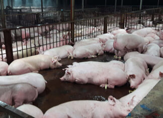 What are the Dangers of Eating Pork Injected with Sedatives?