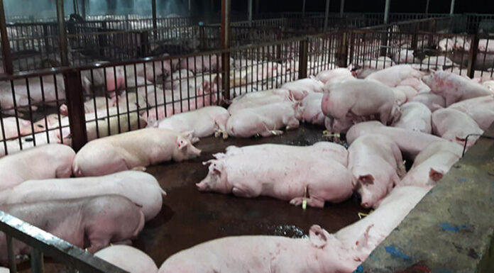 What are the Dangers of Eating Pork Injected with Sedatives?