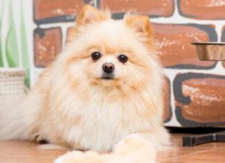 Dog Food for Pugs: A Guide to Their Nutritional Needs and Wants