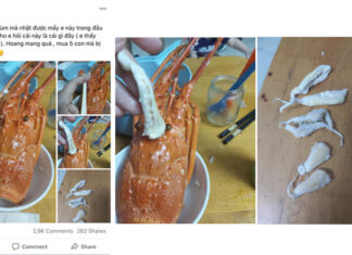 The Chewy, Gum-Like Mass in a Lobster’s Head: Fact or Fiction?