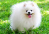 The Pomeranian: Origins, Characteristics, and Pricing