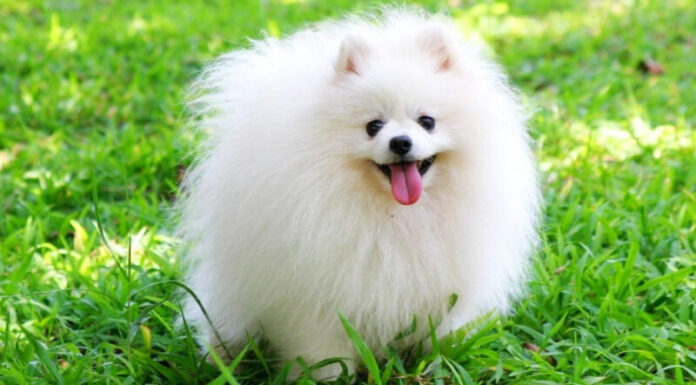 The Pomeranian: Origins, Characteristics, and Pricing