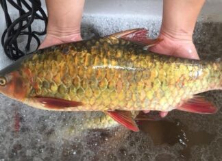 Discover the Exclusive and Expensive ‘King’s Fish’ Delicacy, Only Found in 3 Countries Worldwide