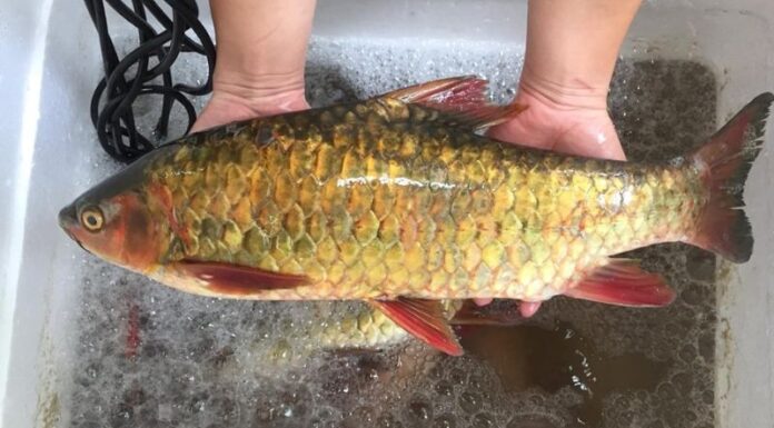 Discover the Exclusive and Expensive ‘King’s Fish’ Delicacy, Only Found in 3 Countries Worldwide