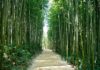 The Power of Bamboo in Feng Shui and the Five Elements