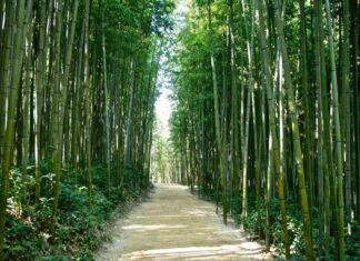 The Power of Bamboo in Feng Shui and the Five Elements