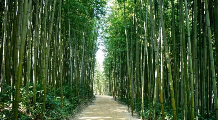 The Power of Bamboo in Feng Shui and the Five Elements