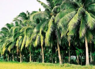 “Luxurious Locks: Unveiling the Secret to Strong, Shiny Hair with Coboté Hair Treatment Oil”