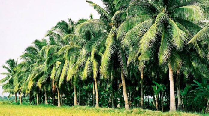 “Luxurious Locks: Unveiling the Secret to Strong, Shiny Hair with Coboté Hair Treatment Oil”