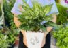 The Ultimate Guide to 15 Lucky Desk Plants: Harmonizing Your Space for Success and Abundance