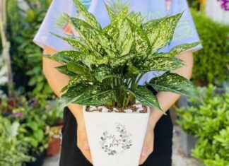 The Ultimate Guide to 15 Lucky Desk Plants: Harmonizing Your Space for Success and Abundance