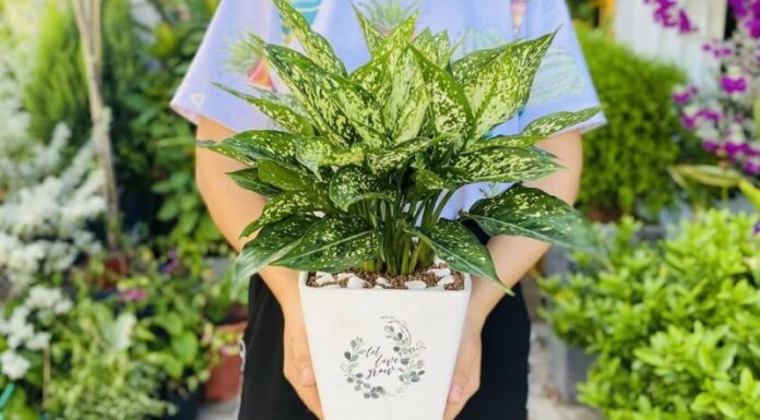 The Ultimate Guide to 15 Lucky Desk Plants: Harmonizing Your Space for Success and Abundance