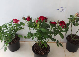 The Top 10 Easy-to-Care-for Flowers That Will Brighten Up Your Home in Small Pots.