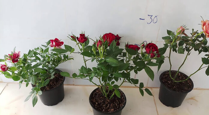 The Top 10 Easy-to-Care-for Flowers That Will Brighten Up Your Home in Small Pots.