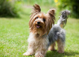 The Top 20 Breeds of Cute and Easy-to-Care-for Companion Dogs.