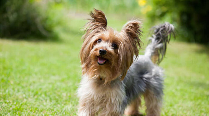 The Top 20 Breeds of Cute and Easy-to-Care-for Companion Dogs.