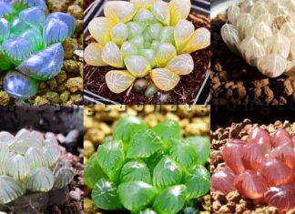 The Ultimate Guide to 7 Rare and Beautiful Types of Stone Lotus