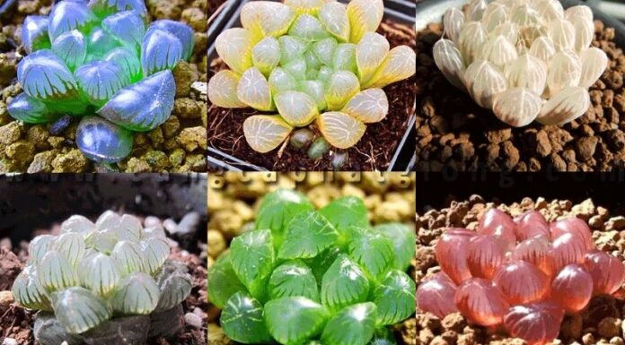 The Ultimate Guide to 7 Rare and Beautiful Types of Stone Lotus