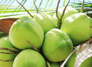 The Ultimate Guide to Coconut Varieties in Vietnam: Unlocking Their Unique Traits, Benefits, and Value.