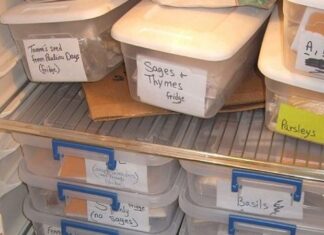 The Ultimate Guide to Storing Fresh and Dried Lotus Seeds for Year-Round Enjoyment