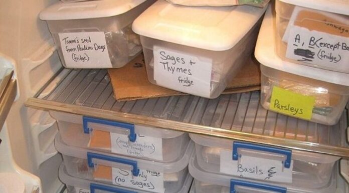 The Ultimate Guide to Storing Fresh and Dried Lotus Seeds for Year-Round Enjoyment