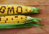 The Ultimate Guide to Genetically Modified Foods: Unveiling the Most Common GMO Products