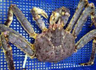 A Tasty Tour of Edible Sea Crabs: A Global Guide to the World’s Most Delicious Crustaceans