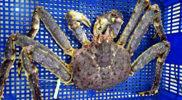 A Tasty Tour of Edible Sea Crabs: A Global Guide to the World’s Most Delicious Crustaceans