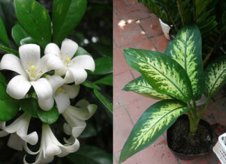 The Top 15 Shade-Loving Plants and Flowers: Easy-to-Grow Beauties for Your Garden