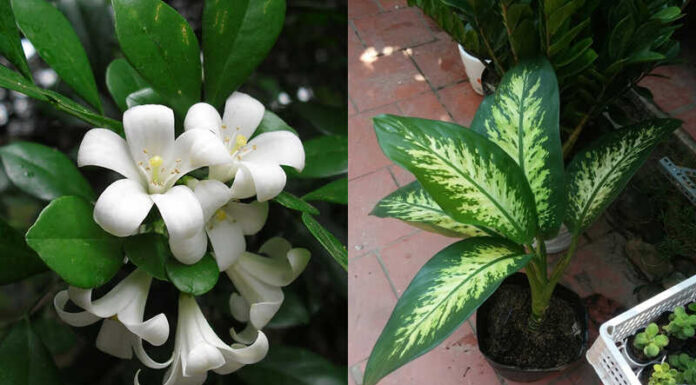 The Top 15 Shade-Loving Plants and Flowers: Easy-to-Grow Beauties for Your Garden