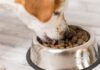 The Definitive Guide to the Five Most Elegant Dog Food Trays and Canisters