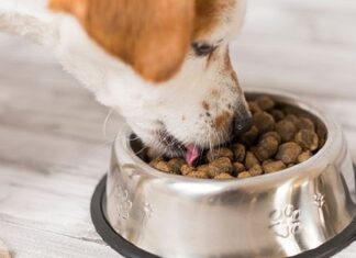 The Definitive Guide to the Five Most Elegant Dog Food Trays and Canisters
