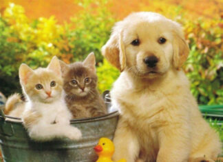 The Ultimate Guide to the Top 500 Adorable and Meaningful Pet Names for Your Furry Friends