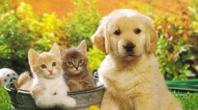 The Ultimate Guide to the Top 500 Adorable and Meaningful Pet Names for Your Furry Friends