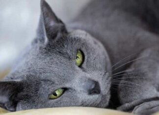 The Top 6 Things You Need to Know About Russian Cats and 9 Rare Breeds Unveiled