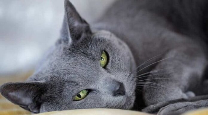 The Top 6 Things You Need to Know About Russian Cats and 9 Rare Breeds Unveiled