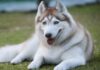 The 7 Most Beautiful Dog Breeds in the World: A Canine Connoisseur’s Guide