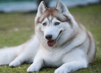 The 7 Most Beautiful Dog Breeds in the World: A Canine Connoisseur’s Guide