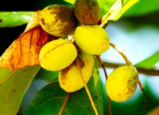 Brain-Boosting Super Seeds: Foraging for Forgotten Country Delicacies, Now a City Craze – $22.90/oz