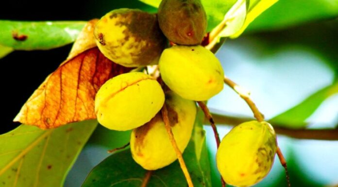 Brain-Boosting Super Seeds: Foraging for Forgotten Country Delicacies, Now a City Craze – $22.90/oz