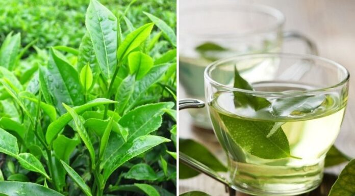 Does Green Tea, Pomegranate Juice, and Cherry Combat Covid-19?