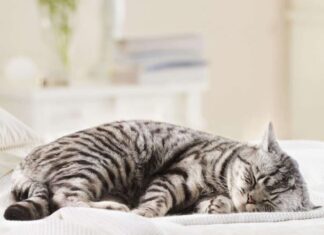 Sterilizing Female Cats: A Guide to Post-Op Care