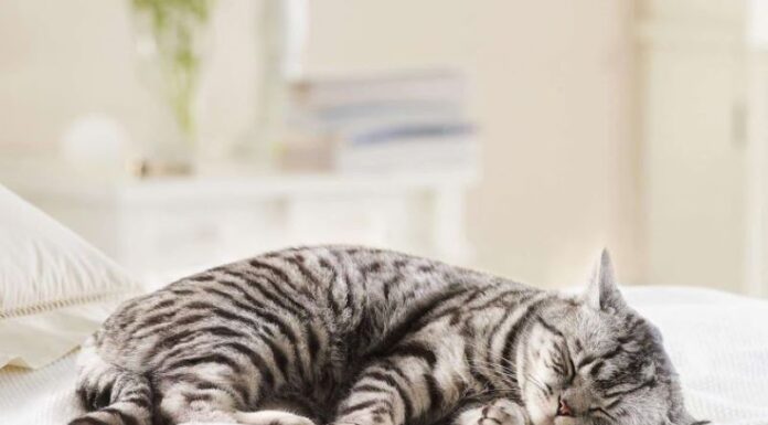 Sterilizing Female Cats: A Guide to Post-Op Care